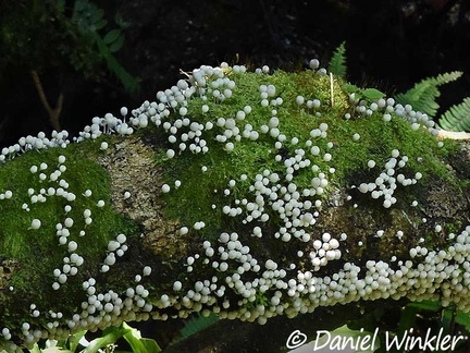 Coprinellus disseminatus cover a trunk in Isla Escondida