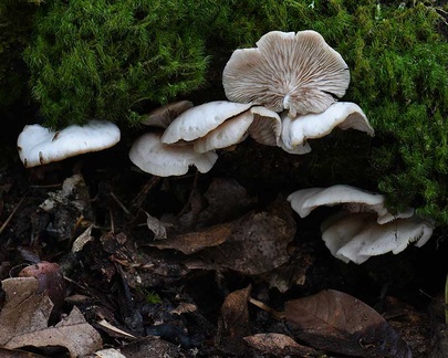 Crepidotus sp. growing from dead wood in Pauna, Boyaca