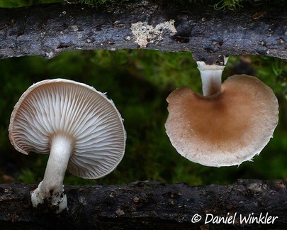 Lentinula aciculospora - Colombian Shiitake seen in Chauna, Boyaca