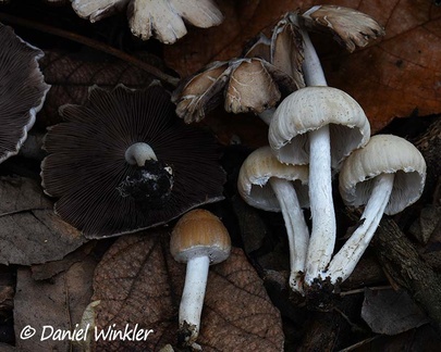 Psathyrella, maybe Psathyrella candolleana,  seen in Jardin Botanico, Bogota