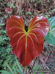 Heart-shaped Araceae leaf seen in Pauna, Boyaca