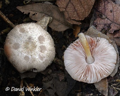 Pluteus sp. seen in Jardin Botanico Bogota
