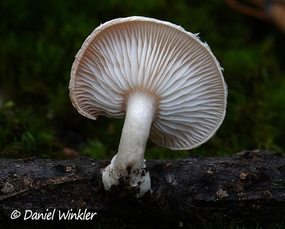 Lentinula aciculospora seen in Pauna, Boyaca