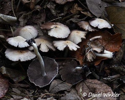 Psathyrella sp., close to P. candolleana seen in Jardin Botanico, Bogota 