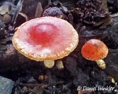 Leratiomyces ceres - Chip cherry growing in the Botanical Garden in Bogota