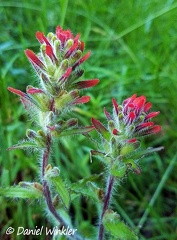 Castilleja sp. paintbrush growing in Pauna, Boyaca