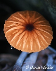 Marasmius berteroi seen at Rio Magdalena Narrows near San Agustin