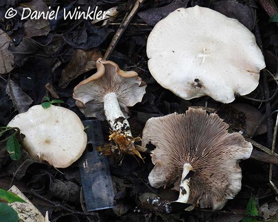 Entoloma or Clitopilus with scale in San Agustin