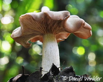 An Entoloma or Clitopilus growing in San Agustin, Huila