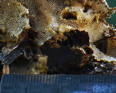 Coriolopsis (Funalia) rigida pores with scale in San Agustin