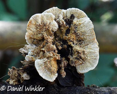 Coriolopsis (Funalia) rigida seen in San Agustin