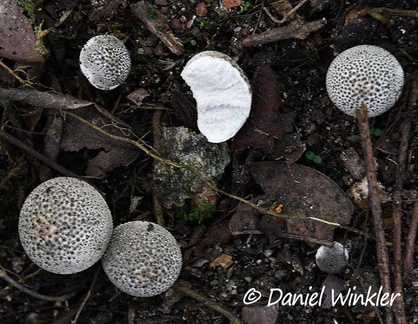 Lycoperdon? Parque Archeologico San Agustin DW Ms