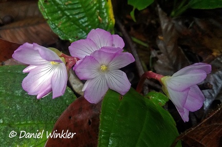 Monolena primuliflora flowering in Isla Escondida