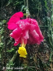 Drymonia coccinea - what a unique colorful flower this Gesneriaceae vine sports! Seen in Isla Escondida