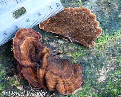  Inonotus patouillardii (Rick) Imazeki  on wood in Mocoa, ID thanks to Leif Ryvarden