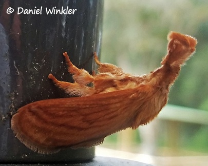 Perola villosipes (Limacodidae) Woolly moth side DW Ms