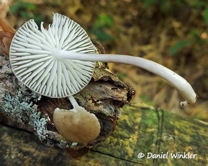 Oudemansiella sp. seen in San Agustin