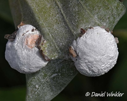 in spore dust covered fungus on galls