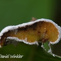 Fungus on gall transect DW Ms.jpg
