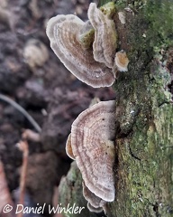 Trametes sp. caps San Agustin