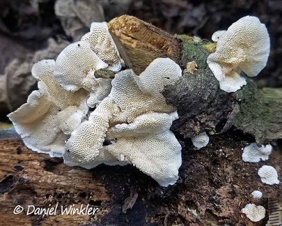 Trametes pores scale San Agustin