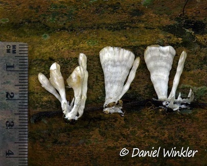 Hydnopolyporus sp. in San Agustin with Scale