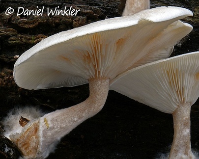 Looking a lot like Ossicaulis sp. growing on on wood