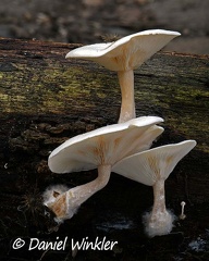 Maybe Ossicaulis sp. growing on on wood
