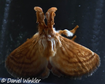 Perola villosipes (Limacodidae) Woolly Moth in San Agustin