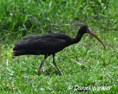 Bare-faced ibis - Phimosus infuscatus seen in San Agustin