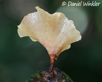 Podoscypha sp. side view 