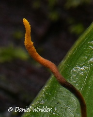 Tip of stroma of kissing bug Cordyceps