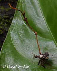 Cordyceps growing on kissing bug. These beetles transmit the potential deadly Chagas disease .