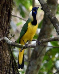 Green Jay - Cyanocorax yncas seen in San Agustin
