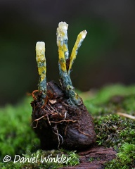 Penecilliopsis sp. growing on palm seed in Isla de Escondida, Putumayo