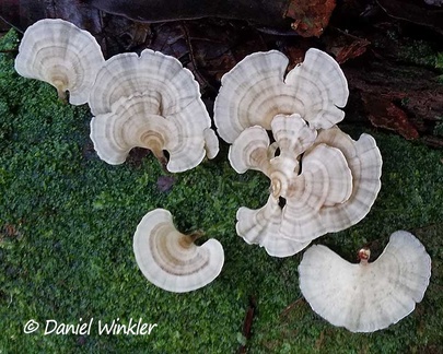 Flabellophora troup in Isla Escondida