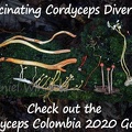 Cordyceps abundance