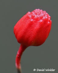 Ophiocordyceps evansii stroma DW Ms