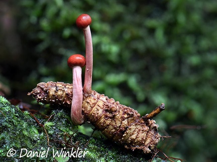 Ophiocordyceps amazonica 2 stromata Escondida DW Ms