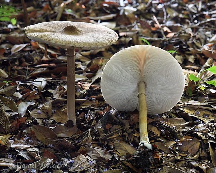 Macrolepiota capelariae Disp Montana DW Ms.jpg