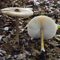 Macrolepiota capelariae seen in Montana, Casanare