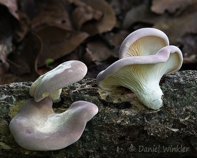 Purplish Agaric 