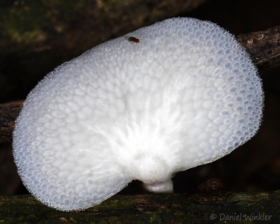 Favolus brasiliensis top in Mani