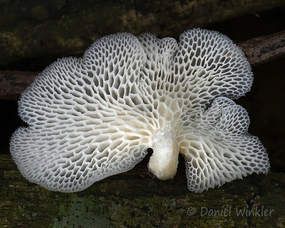 Favolus brasiliensis pores of the underside