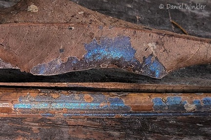 iridescent crust fungus Mani