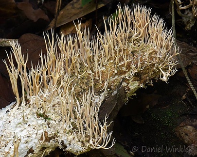 Lentaria surculus Yopal