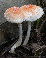 Leucoagaricus rubrotinctus group in Yopal