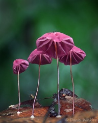 Marasmius haematocephalus seen near Yopal