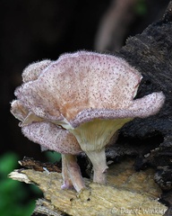 Panus strigosus seen in Yopal