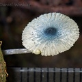 Leucoagaricus species